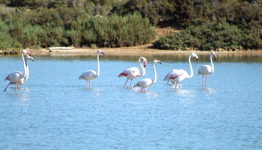 Flamingos at Ses Salines ibiza